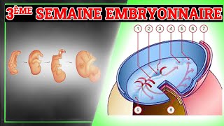 3ème Semaine du Développement Embryonnaire  Embryologie Humaine [upl. by Ezri137]