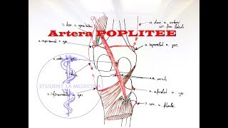 Artera Poplitee [upl. by Hildie]