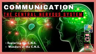 THE CENTRAL NERVOUS SYSTEM Uncovering the Marvels of the Central Nervous System [upl. by Vevine32]