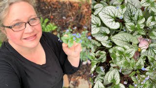 Brunnera Macrophylla  Jack Frost Siberian Bugloss Growing in My Spring Garden [upl. by Lolanthe3]