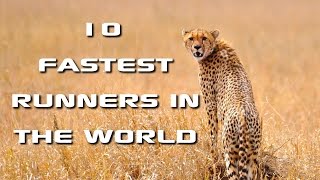 Top 10 Fastest Animals in the World Fastest Runners in the Animal Kingdom  FreeSchool [upl. by Nyrahs]