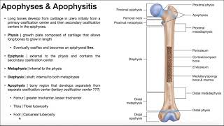 Apophyses of Long Bones OsgoodSchlatter Syndrome amp Sever’s Disease [upl. by Alamak]