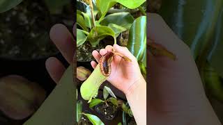 Nepenthes Lowii x Truncata carnivorousplant plant plants nepenthes nepentheslowiixtruncata [upl. by Elyn]