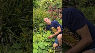 Ladies Mantle alchemilla mollis herbs gardening permaculture adventure explore outdoors [upl. by Barton]