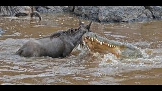 The Great Migration at Masai Mara  Live capture of crocodile hunting wildebeest [upl. by Erlene]