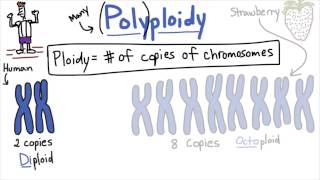 Polyploidy  Tales from the Genome [upl. by Nathalia442]