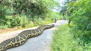 Anaconda Snake Attack In Real Life 4 [upl. by Gibbon]