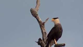 HAWK CRESTED CARACARA vocalizing CARACARA PLANCUS CARCARÁ CARANCHO GAVIÃODEQUEIMADA [upl. by Salvadore]