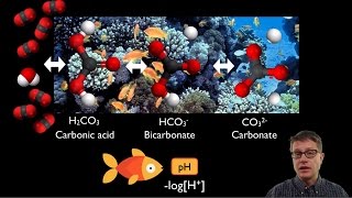 Ocean Acidification [upl. by Erehc]