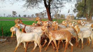 Makhi cheeni goat in pakistan [upl. by Carri]