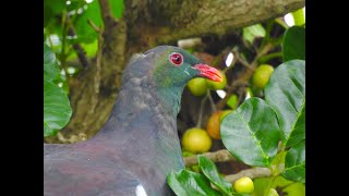 Kereru foraging in puriri tree [upl. by Nywles220]