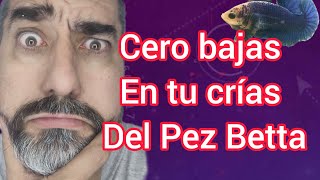 el SECRETO REVELADO cómo mantener 100 del DESOVE del PEZ BETTA bettafish [upl. by Katrinka]