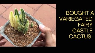 BOUGHT A VARIEGATED FAIRY CASTLE CACTUS [upl. by Jumbala405]