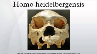 Homo heidelbergensis [upl. by Eilhsa]