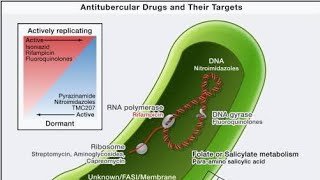 Anti tb drugs lecture no 2 [upl. by Calvin376]