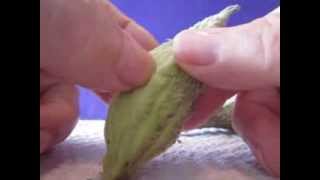 Collecting and Harvesting Common Milkweed Asclepias syriaca Seeds [upl. by Anaik704]