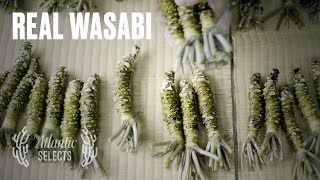 The Truth About Wasabi [upl. by Davon]