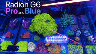 Radion G6 Color Spectrum Review  Pro and Blue Lights Compared [upl. by Ahsilam]