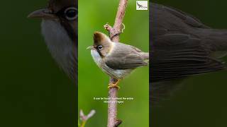 A Whiskered Yuhina from the Himalayas of Uttarakhand [upl. by Aisilef]