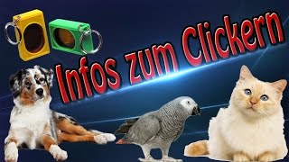 Wissenswertes über den Clicker So clickere ich mein Haustier Clickertraining [upl. by Cullan859]