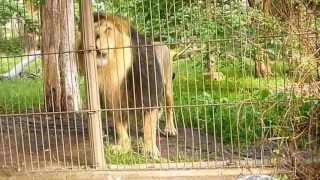 Asian lion roaring scaring a child It is Panthera Leo Persica or P Leo Leo [upl. by Harras]