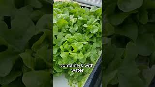 EASIEST EVERY DIY HYDROPONIC SYSTEM 🥬 farming hydroponics diy hydroponicsnutrientssolution [upl. by Silra101]