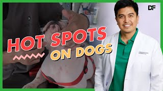 Hot Spots in Dogs How To Manage Them [upl. by Doran]