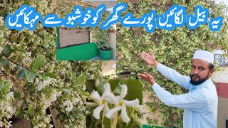 Star Jasmine Flowering and Fragrance Vine  ایسی بیل جو پورے گھر کو خوشبو سے مہکا دے [upl. by Dirgis647]