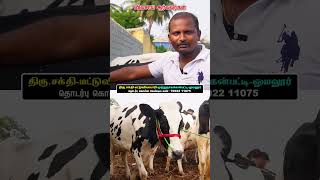 HF Cow trader in erode cattle market vivasayaarvalargal cow vivasayi dairyfarm cows shorts [upl. by Nahem]