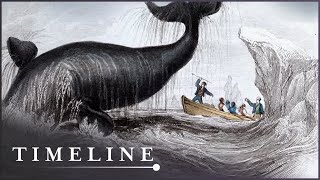 The Untold Story Of Antarcticas Whaling Industry  Whale Hunters  Timeline [upl. by Madaih501]