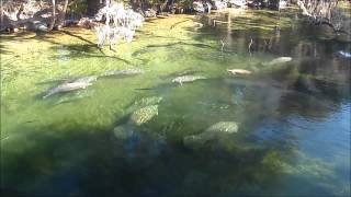 Manatees Big Splash [upl. by Annaigroeg]