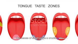 gustatory system a detailed study [upl. by Ispep7]