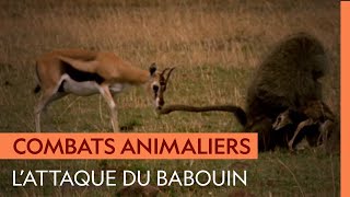 Un babouin capture un faon mais la gazelle est prête à tout pour récupérer son petit [upl. by Dayiz79]