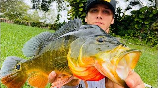 Peacock bass on lures 101 [upl. by Orme989]