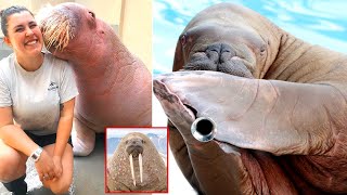 The Walrus Explained [upl. by Josler]