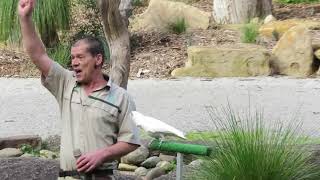 LongBilled Corella Cockatoo Mimicking [upl. by Terrijo]