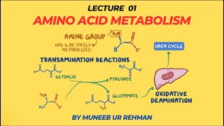 Amino Acid Metabolism  Lecture 01 Transamination amp Deamination  Biochemistry  By Muneeb [upl. by Gery]