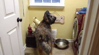 Briard tricks drinking manners  dog Norman [upl. by Novick398]