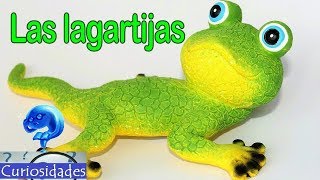 10 Curiosidades de las Lagartijas 🐸 TODO lo que probablemente no sabes 🦎 [upl. by Tucky816]