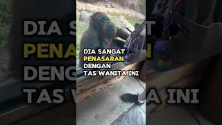 Orangutan Yang Sangat Pintar shorts orangutan monkey [upl. by Yaned]