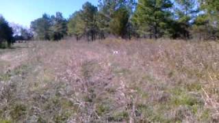 Camerons Quail Preserve Quail Hunting Preserve Tombigbee River Alabama [upl. by Vtehsta448]