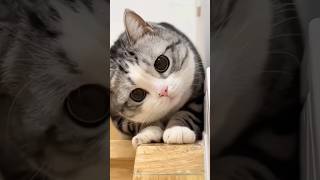 Kucing Lucu Mengemaskan epd 2 cat dogs animals animalsvideos [upl. by Murdoch317]