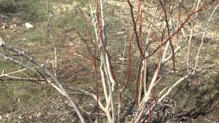 How to Prune a Blueberry Bush [upl. by Egiedan513]