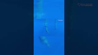 Sperm whale encounter underwater footage  Futurismo  Azores [upl. by Harras]