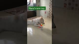 Harus New toy Harufamily2023 [upl. by Adiell337]