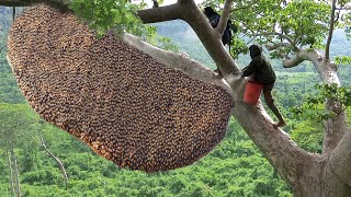 Primitive Technology Amazing Catch A Giant HoneyBee For Food On The Big Tree [upl. by Jestude374]