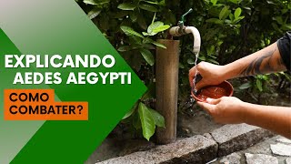 Explicando Aedes Aepgyti Como combater o mosquito [upl. by Terrel]