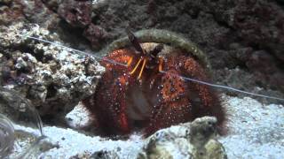 Hermit Crab Paguroidea  Crustacean [upl. by Edward421]