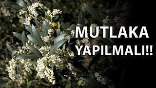 Zeytinde Çiçek Öncesi ve Sonrası Yapılacak Uygulamalar [upl. by Ajssatan]