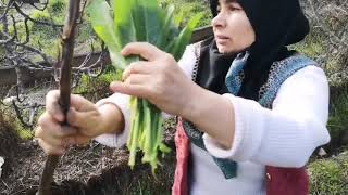 ÜLKER HANIM İLE KÖYDE OT TOPLAMA YEMEK YAPMA DOLU DOLU VLOG [upl. by Ttessil]